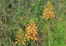 IMG_4140.webp IMG_4140.webp