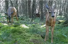Trail Cam 4.webp