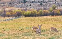 deer in field.webp