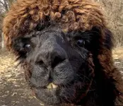 Alpaca.webp