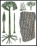 Lepidodendron.webp