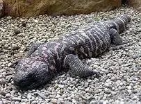gila monster.webp