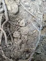 LC dirt.webp