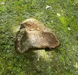 Pot bottom inside.webp