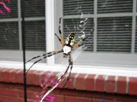 spider 008 a.webp