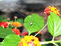 longlegs 2.webp