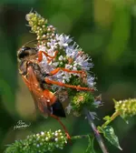BEE4PNG-1.webp