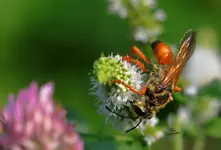 BEE6PNG-1.webp