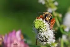 BEE7PNG--1.webp