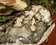 paleosaltwaterpatinabaybottom.webp