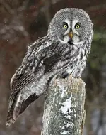 birds-owls-great-gray-chris-hill-dreamstime.webp