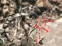 53108_Desert_Flowers_002 A.webp