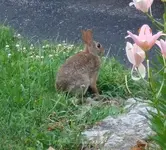 6-28-08 010Bunny.webp