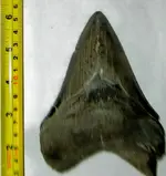 now thats a tooth!.webp