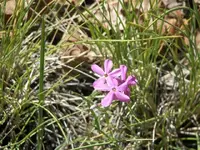 53108_Desert_Flowers_010 A.webp