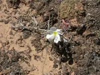 53108_Desert_Flowers_009 A.webp