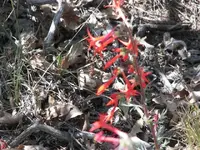 53108_Desert_Flowers_003 A.webp