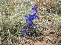 53008_Flowers_013 A.webp