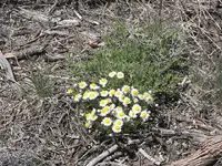 53008_Flowers_014 A.webp