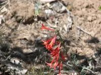 53108_Desert_Flowers_004 A.webp