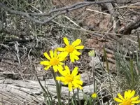 53008_Flowers_015 A.webp