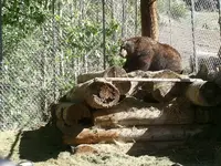 big bear.webp