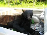saves bear 4.webp