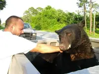 saves bear 6.webp