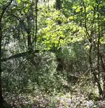 woods.webp