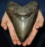 megalodon-.webp
