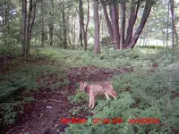 coyote post.webp