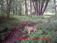 coyote post 2.webp