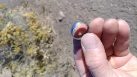 ring1.webp