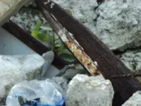 DSC01065.webp
