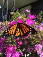 Monarch.webp