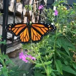 Monarch2.webp