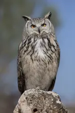buho.webp