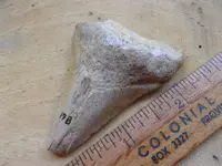 102_1036.webp