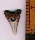 Copy of drilledtooth.webp