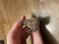 fossil 3.webp