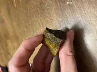 fossil 6.webp