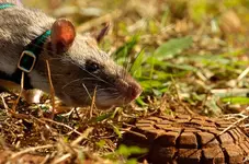 34hero-rats-bomb-demining-africa-apopo-38.webp