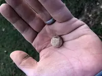 .69 cal mini ball.webp
