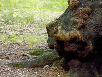 man-bear-rattlesnake.webp