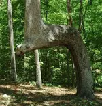 bear-tree-side.webp