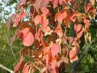 DSC08134.webp