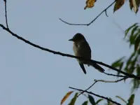 DSC08138.webp