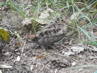 Woodcock2.webp