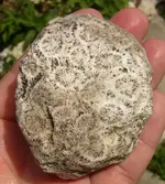 coralhammer1.webp