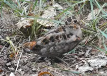 Woodcock2-2.webp